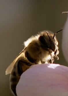 bees-living-for-the-queen bees-living-for-the-queen