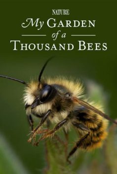 my-garden-of-a-thousand-bees my-garden-of-a-thousand-bees