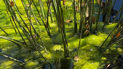 bees on algae